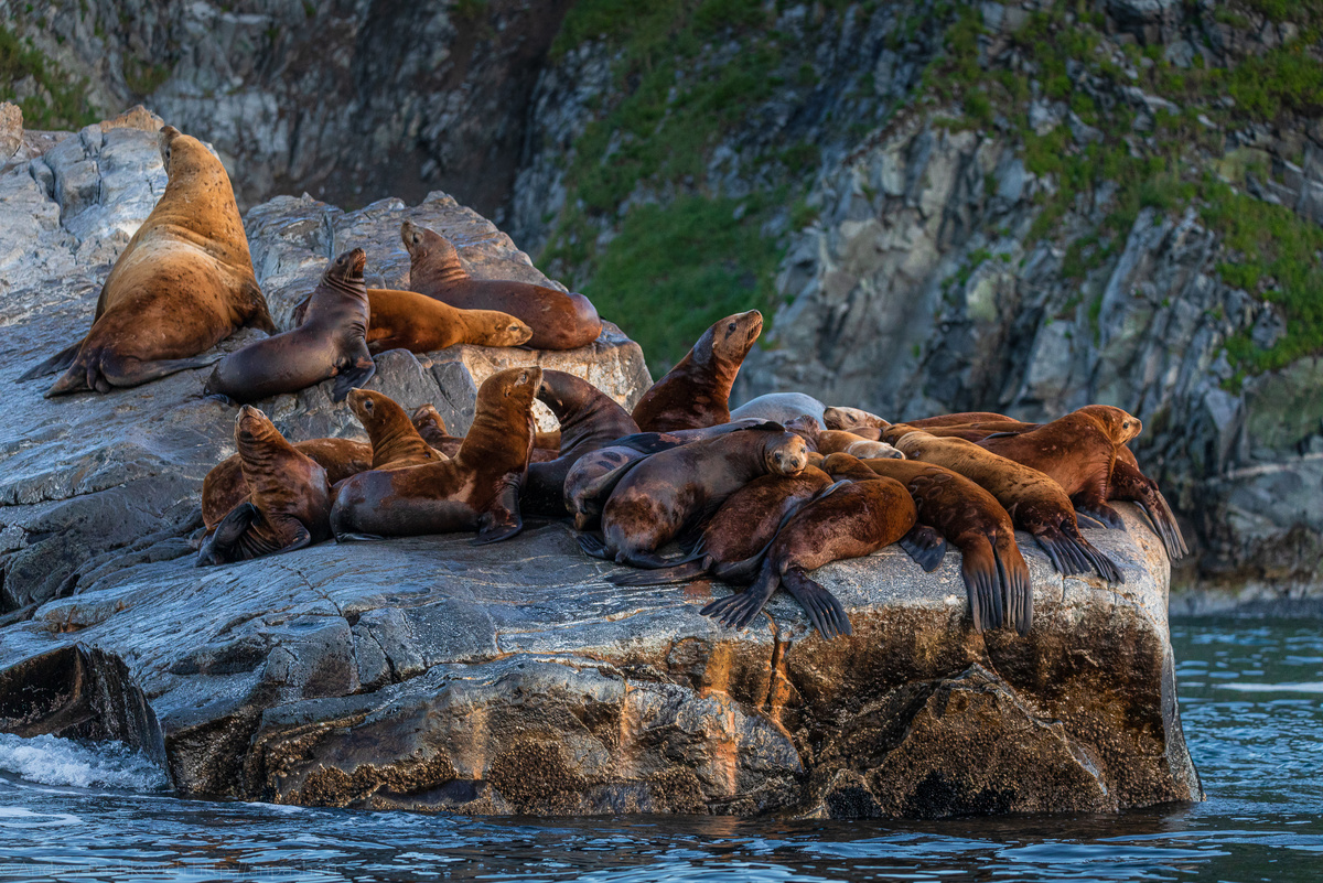 Сивучи на мысу Кекурном