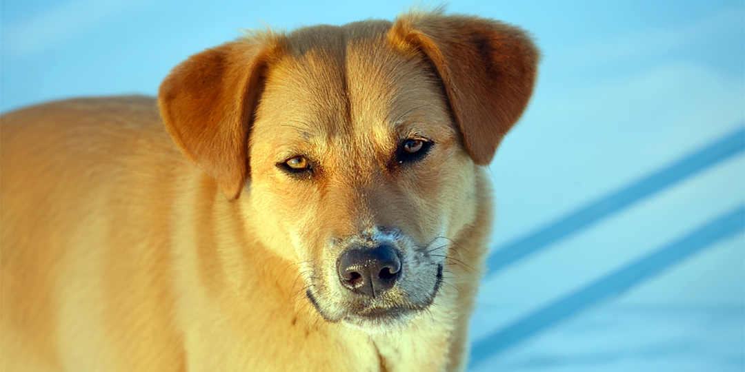 Падший ангел