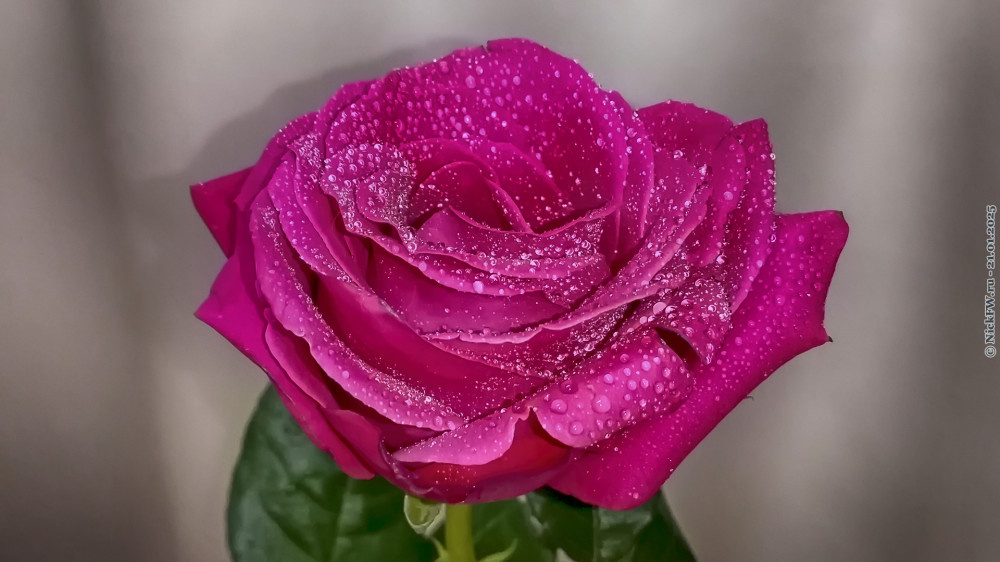Роза в каплях... © NickFW.ru — 21.01.2025г.