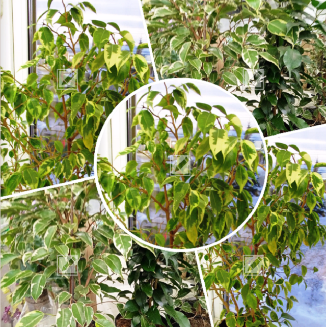 коллаж из фото автора