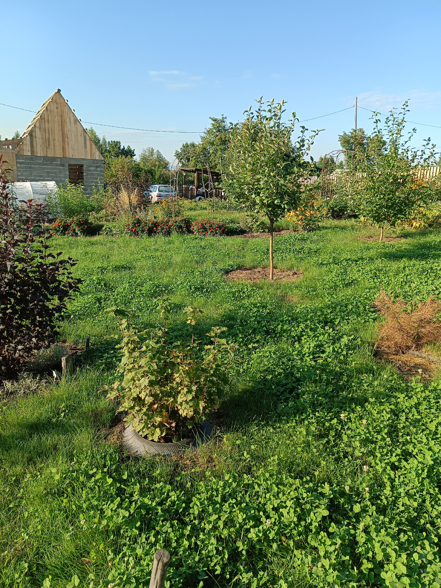 Редко скашиваемый газон-лужайка нас пока устраивает, зато на нем нет одуванчиков