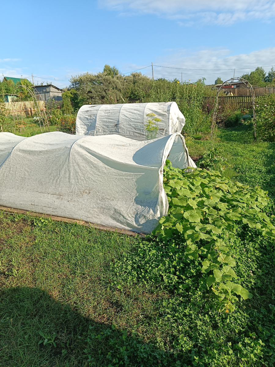 Так красноречиво "вытекают" плети огурцов из-под укрытия