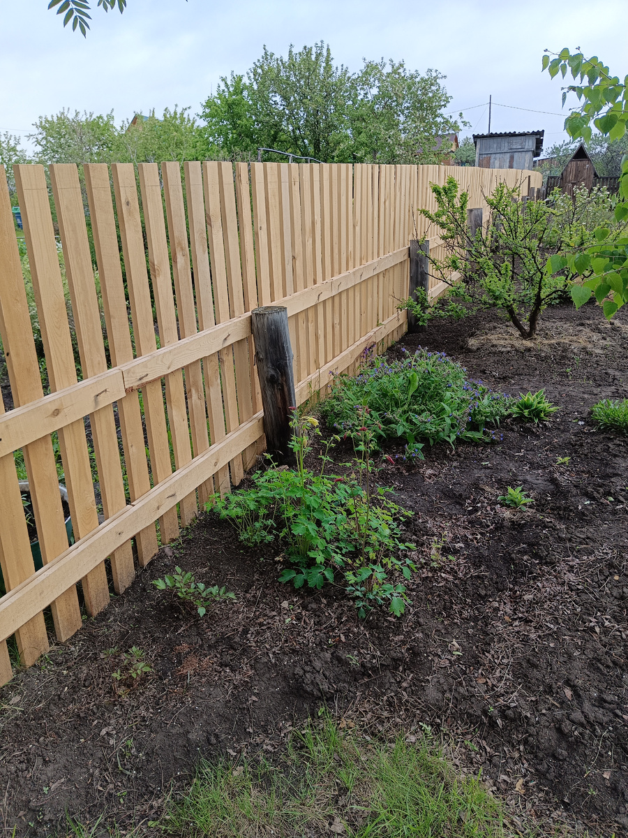 Весенние всходы на фоне нового забора