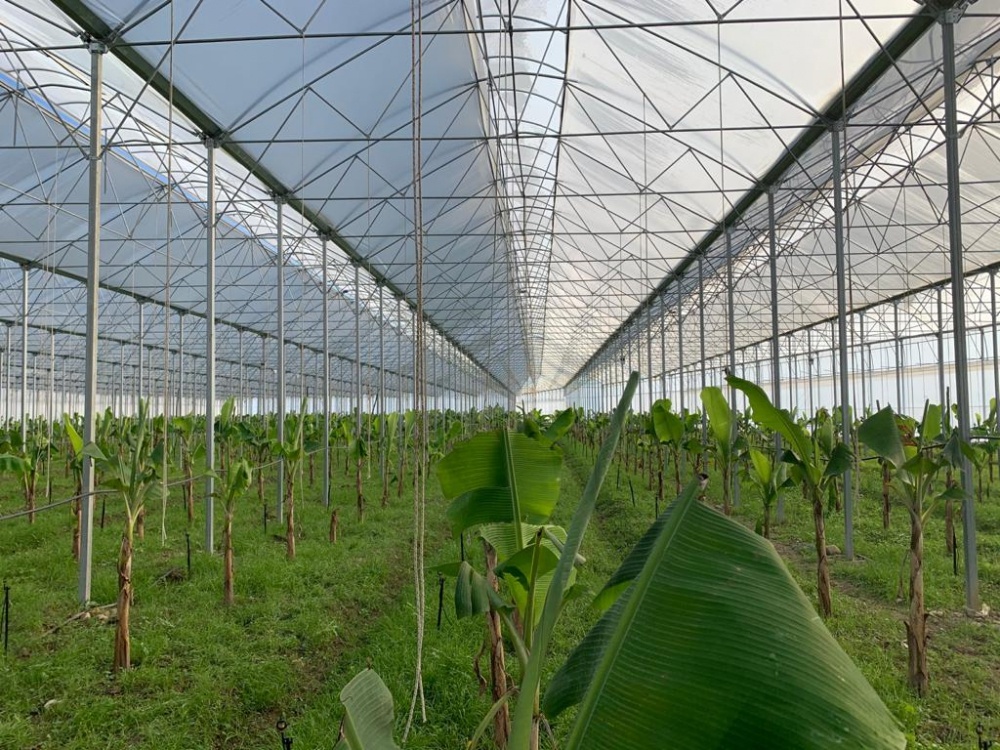 Вариант банановой теплицы