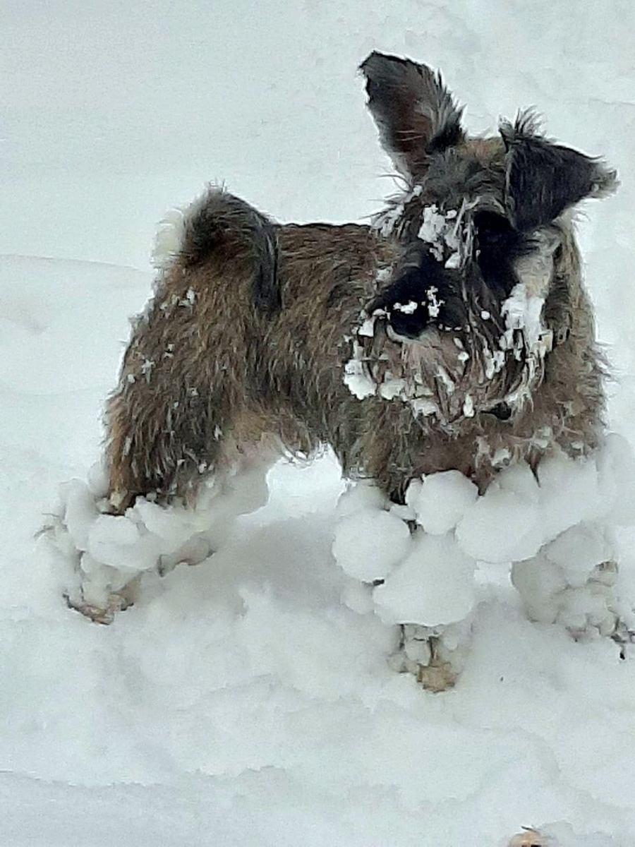 Тимоша в снежной броне