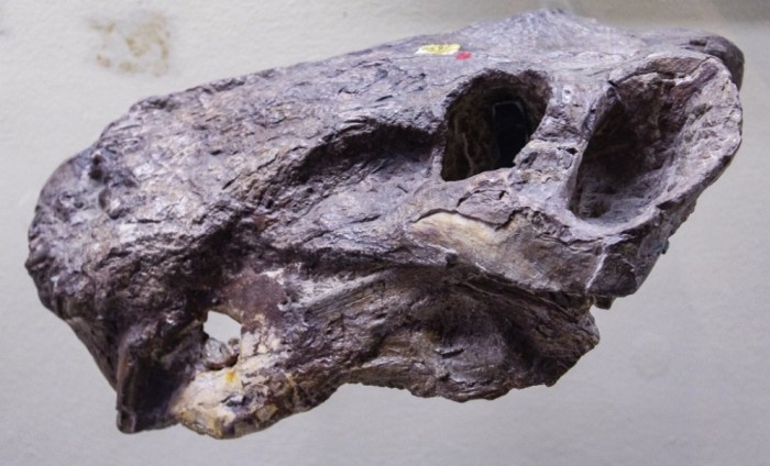 Череп с нижней челюстью.