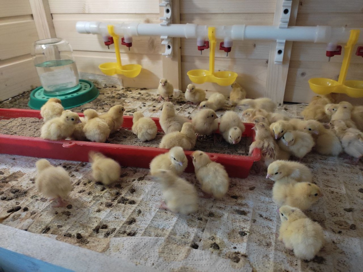 Техасские перепелята