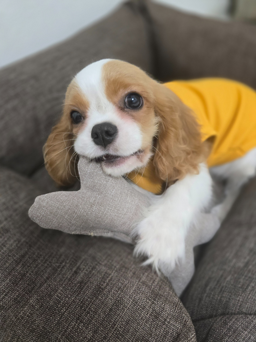 Подарок в виде тканевой косточки пришелся по вкусу