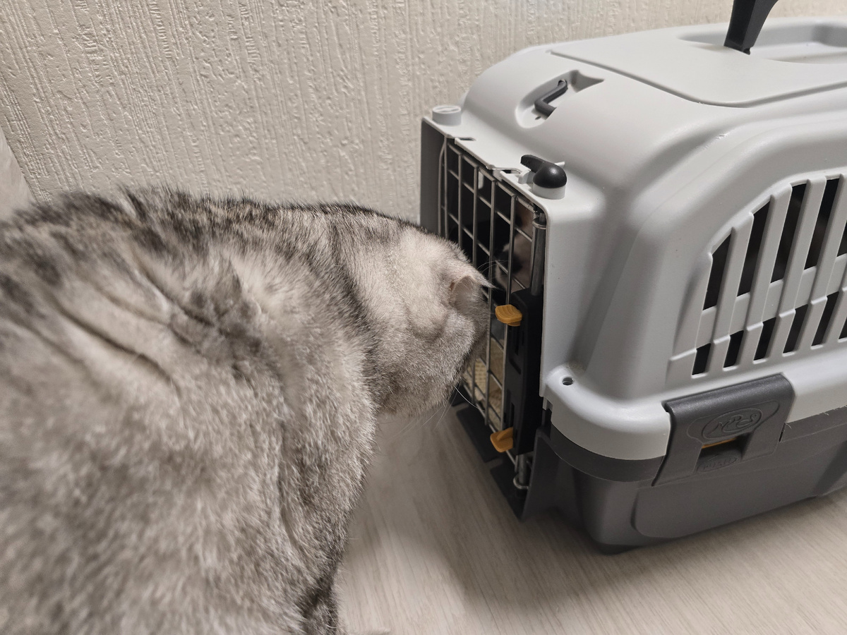 Первое знакомство