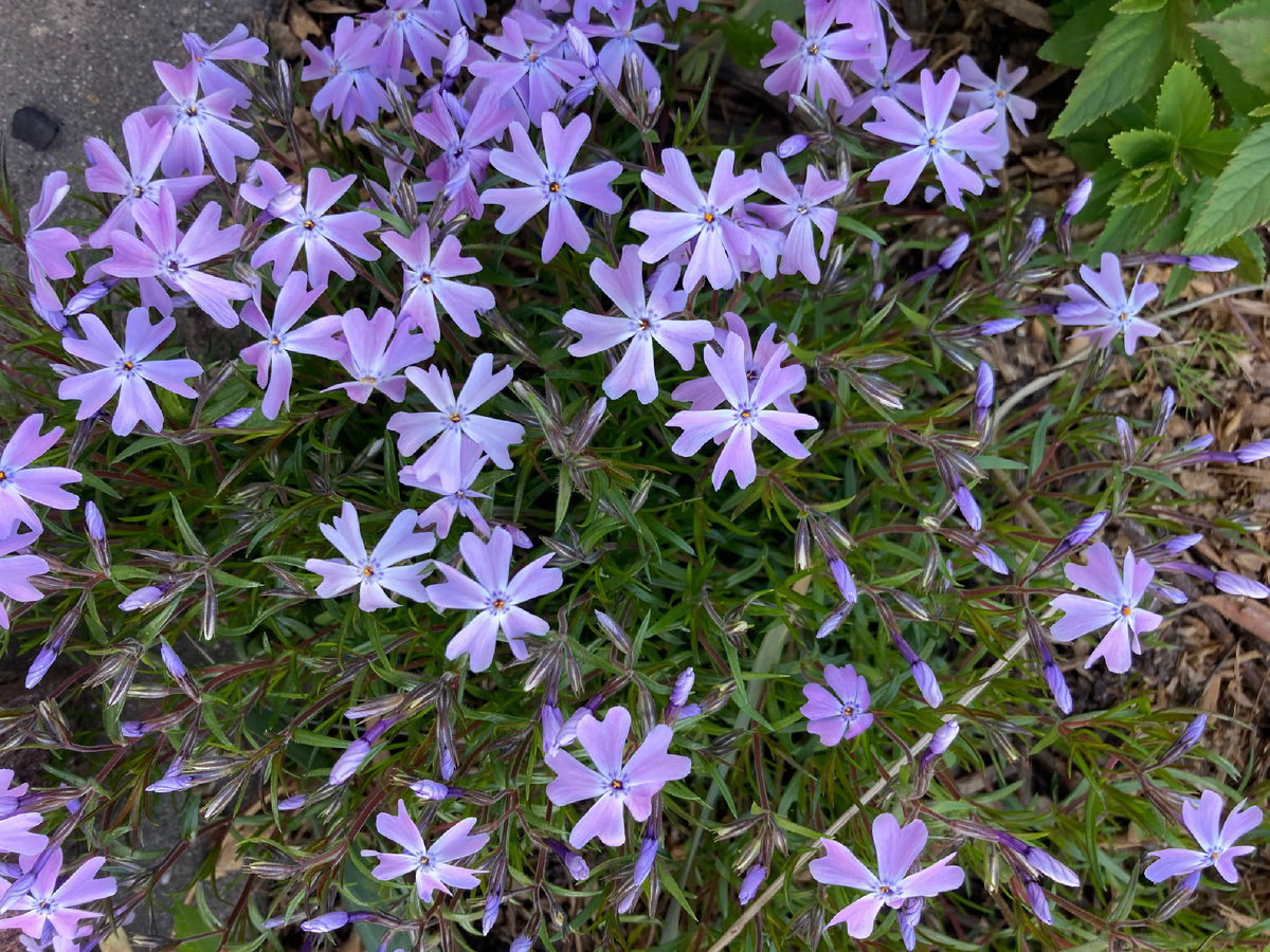 Мой флокс шиловидный Вилсон