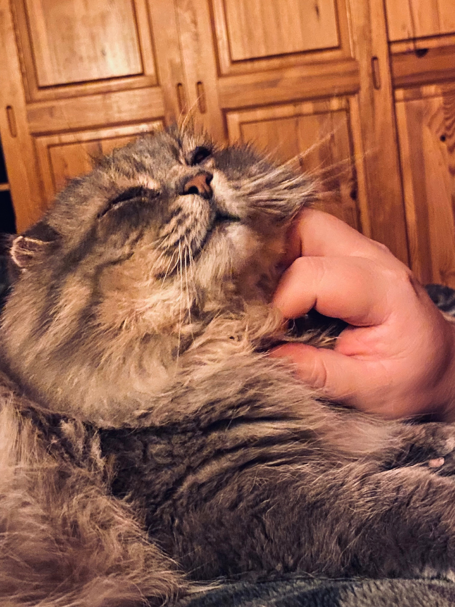 Как хорошо поваляться с хозяином.