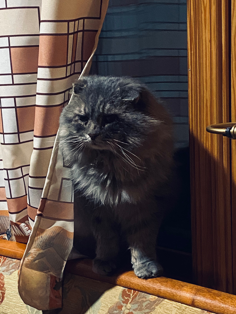 Хозяйка, я на улице такое увидел! Везде фото автора.