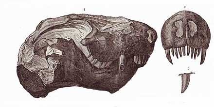 Голотипный череп.