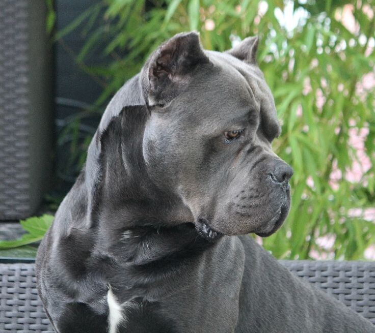 Серый Кане-Корсо