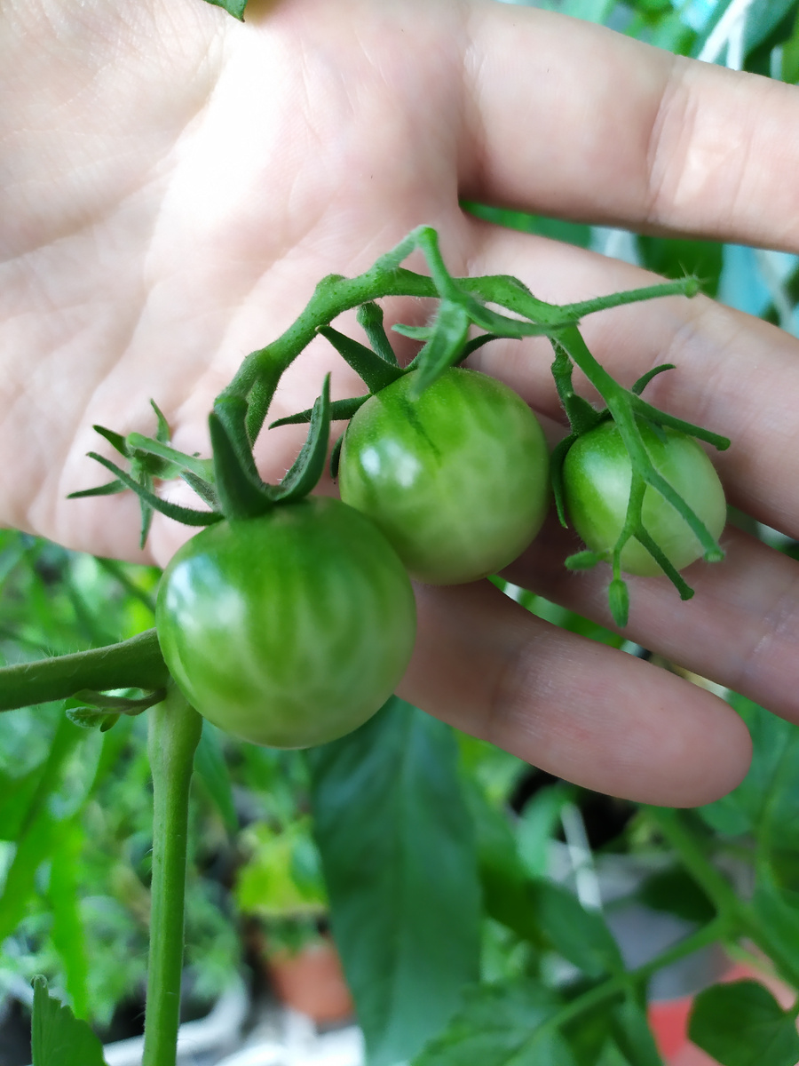 Однако, факт — квартирные помидорки имели место быть в моей биографии ☺️ Правда, особо урожаем не радовали 