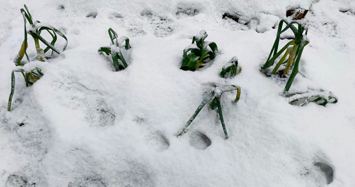 Зима 2023 - 24г.