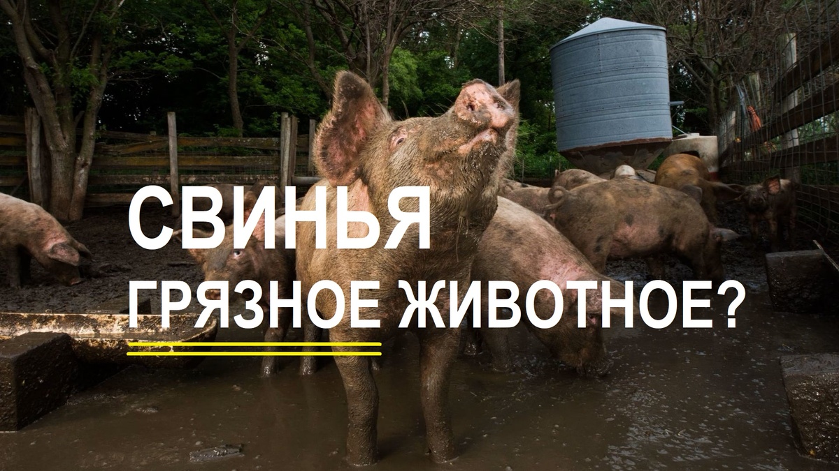 Действительно ли свинья грязное животное?