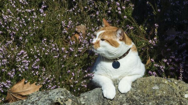    © РИА Новости Крым . Дмитрий Макеев