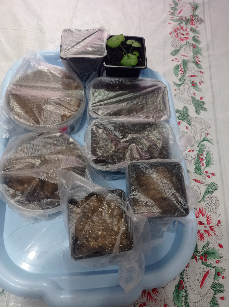 Посеяла цветы