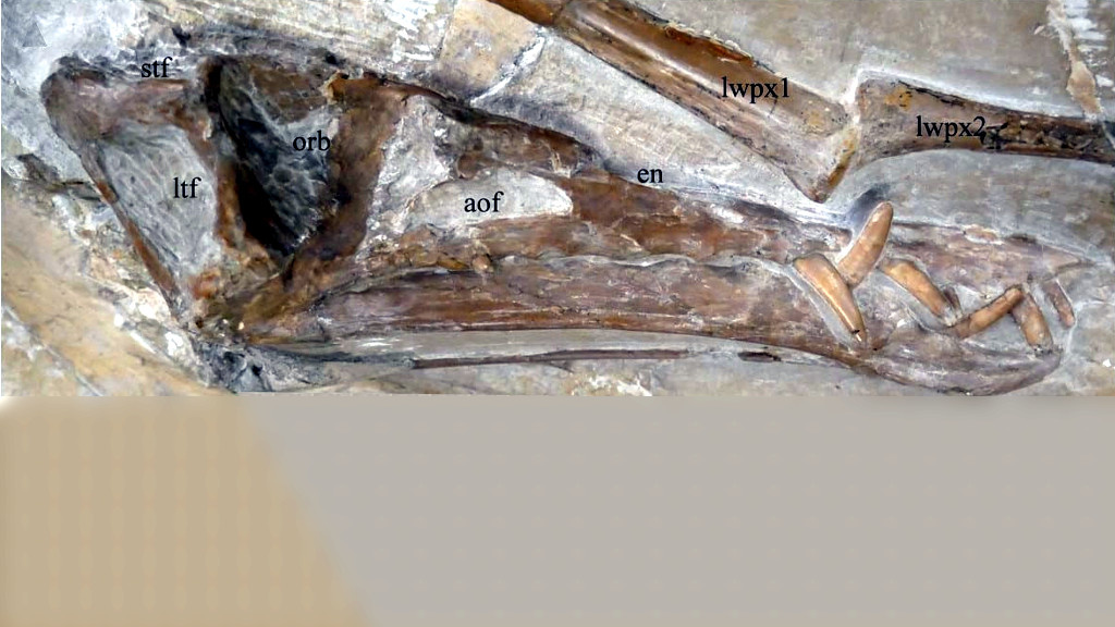 Образец действительно прекрасно сохранился, уцелели даже зубы.