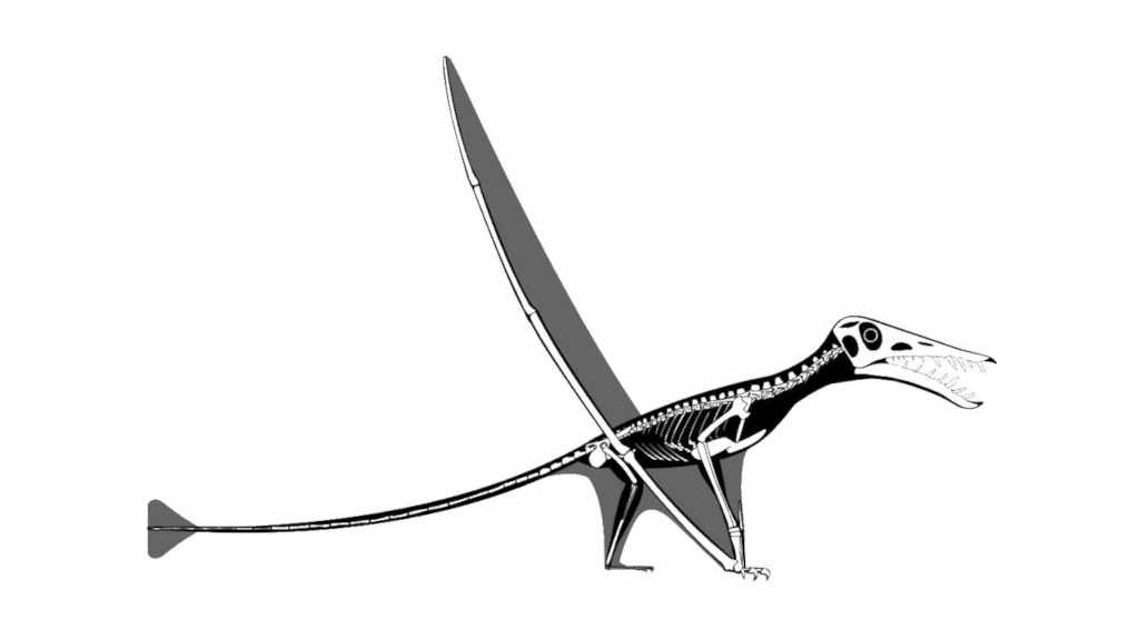 Судя по рекнструкции, он и в самом деле был очень велик для своено рода.