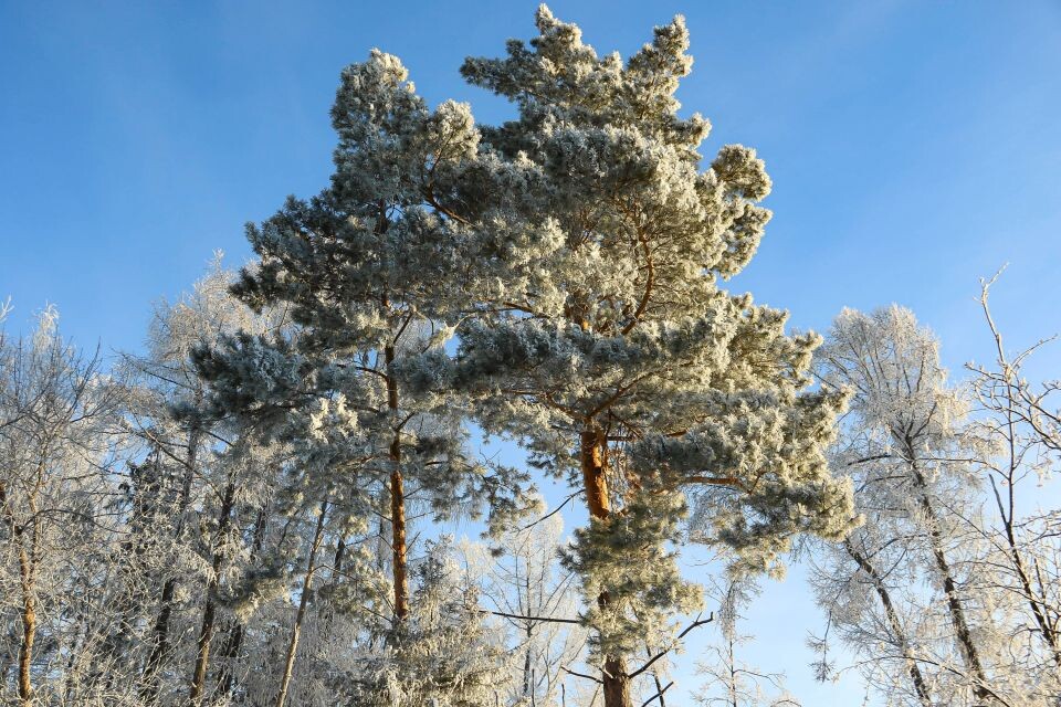    Нагорный парк Барнаула зимой. Источник: Виталий Барабаш