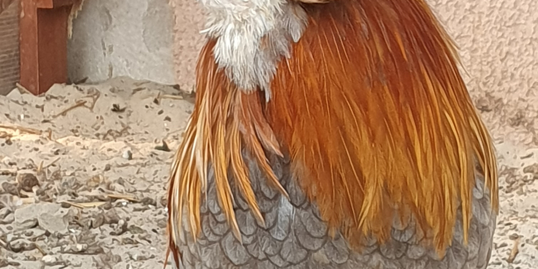 порода кур Араукана карликовая (Zwerg-Araucana)