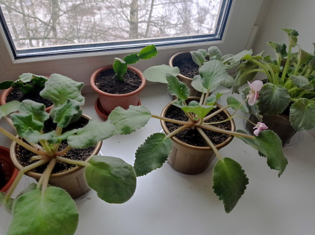 Вот мои фиалочки