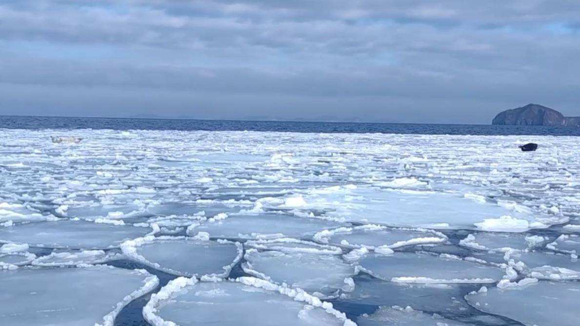     Источник: amurleo_land