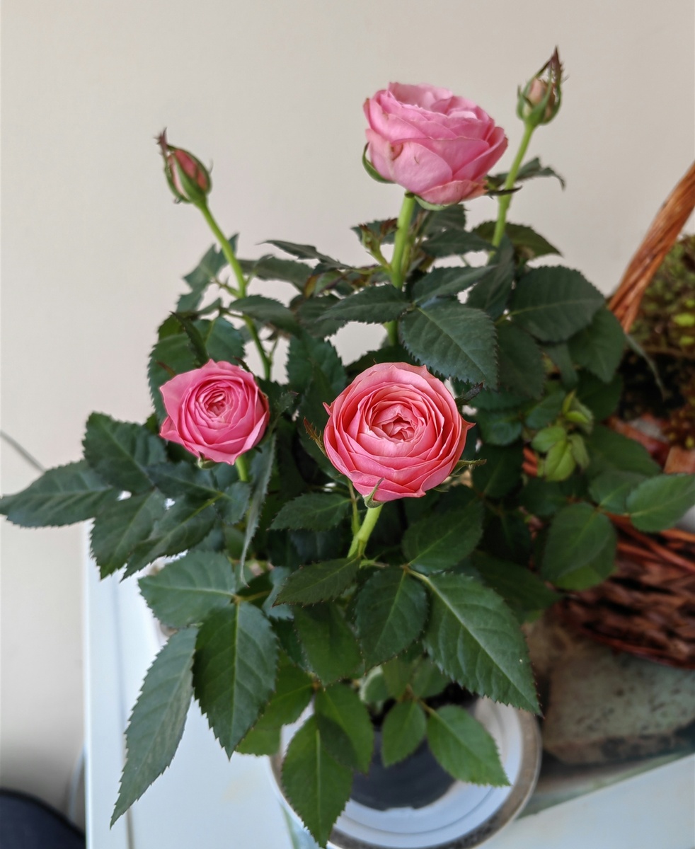 Вот такими мне их подарили. Хороши малыши!