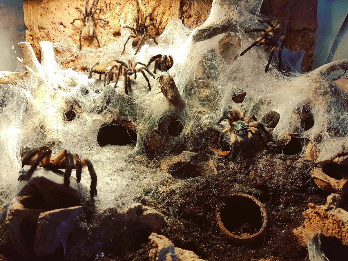 Совместое содержание Monocentropus balfouri