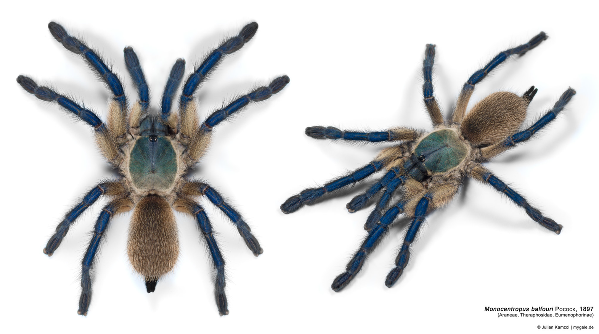 Паук птицеед Monocentropus balfouri во всей красе!