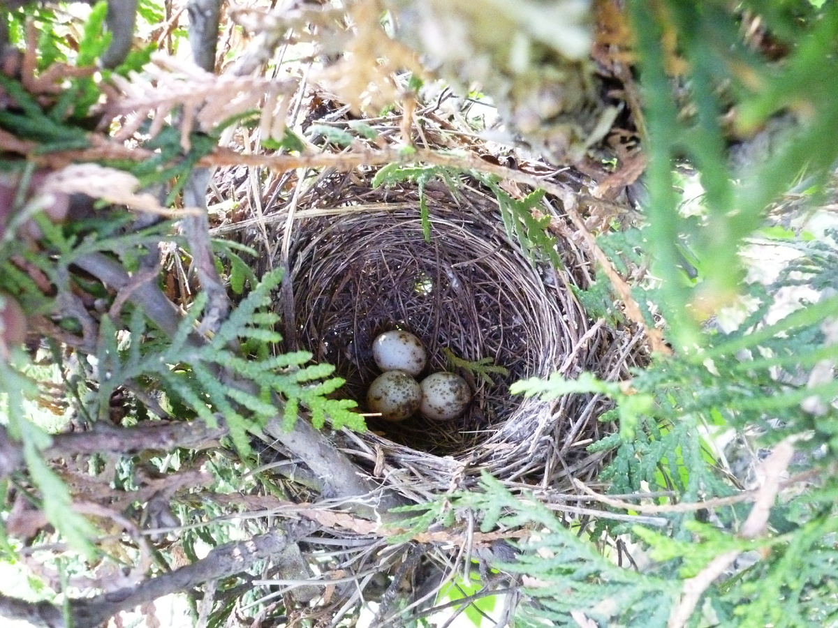 Кладка мельничка