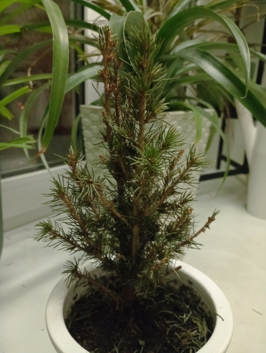 На фото иголочки выглядят как живые, на самом деле они всё сухие. 