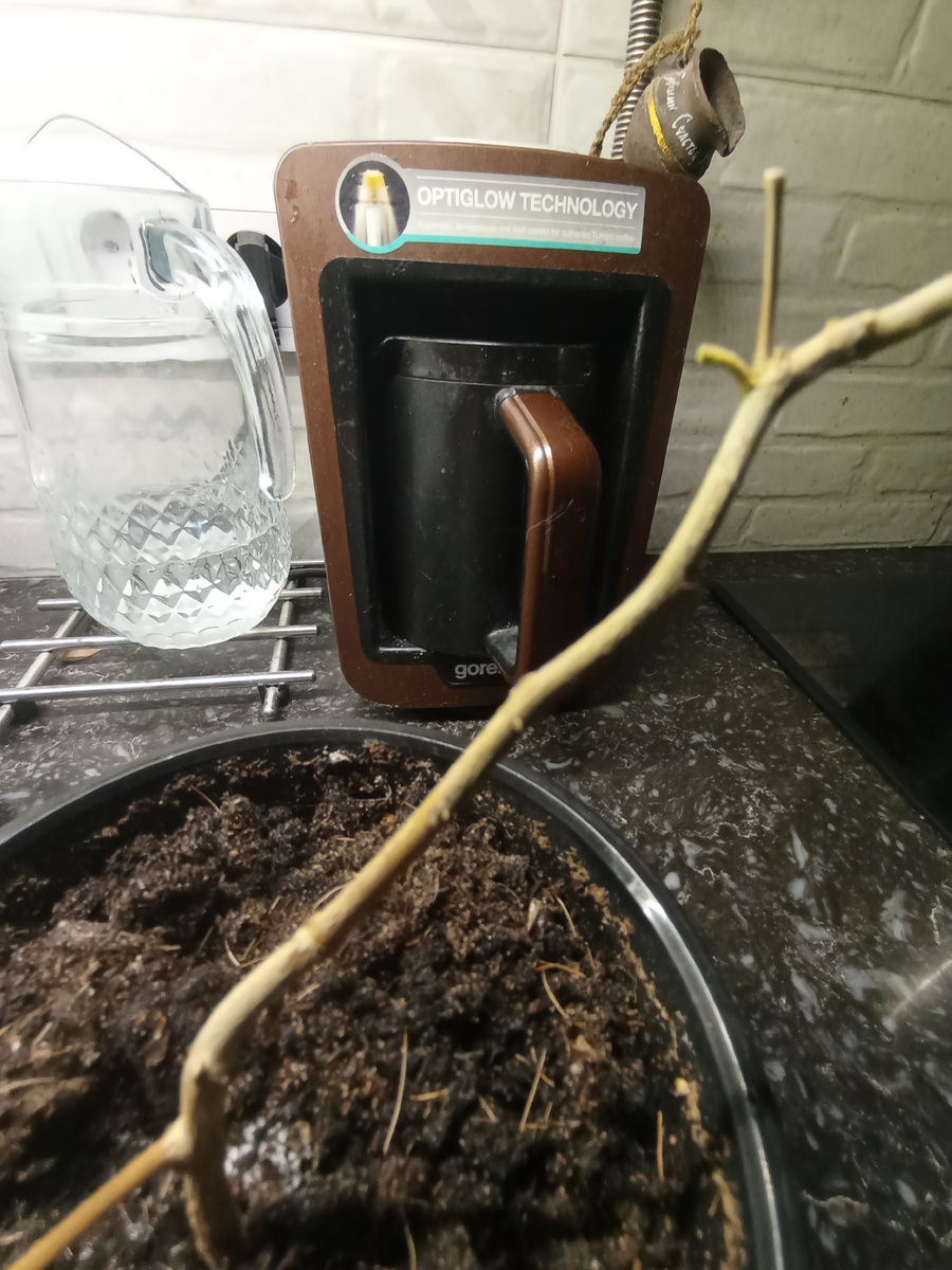 Покупалась в интернете, его можно попробовать спасти. Сейчас проверю корневую систему, пересажу в горшок поменьше и буду держать в тепле. Если оживёт, отчитаюсь) 