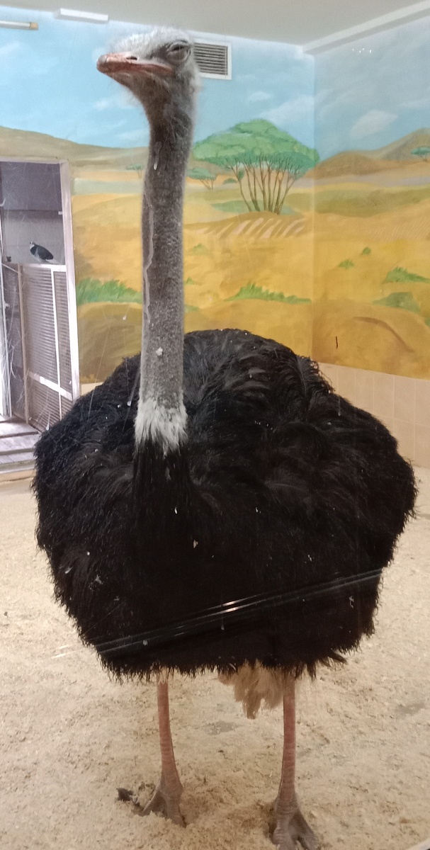 африанский страус