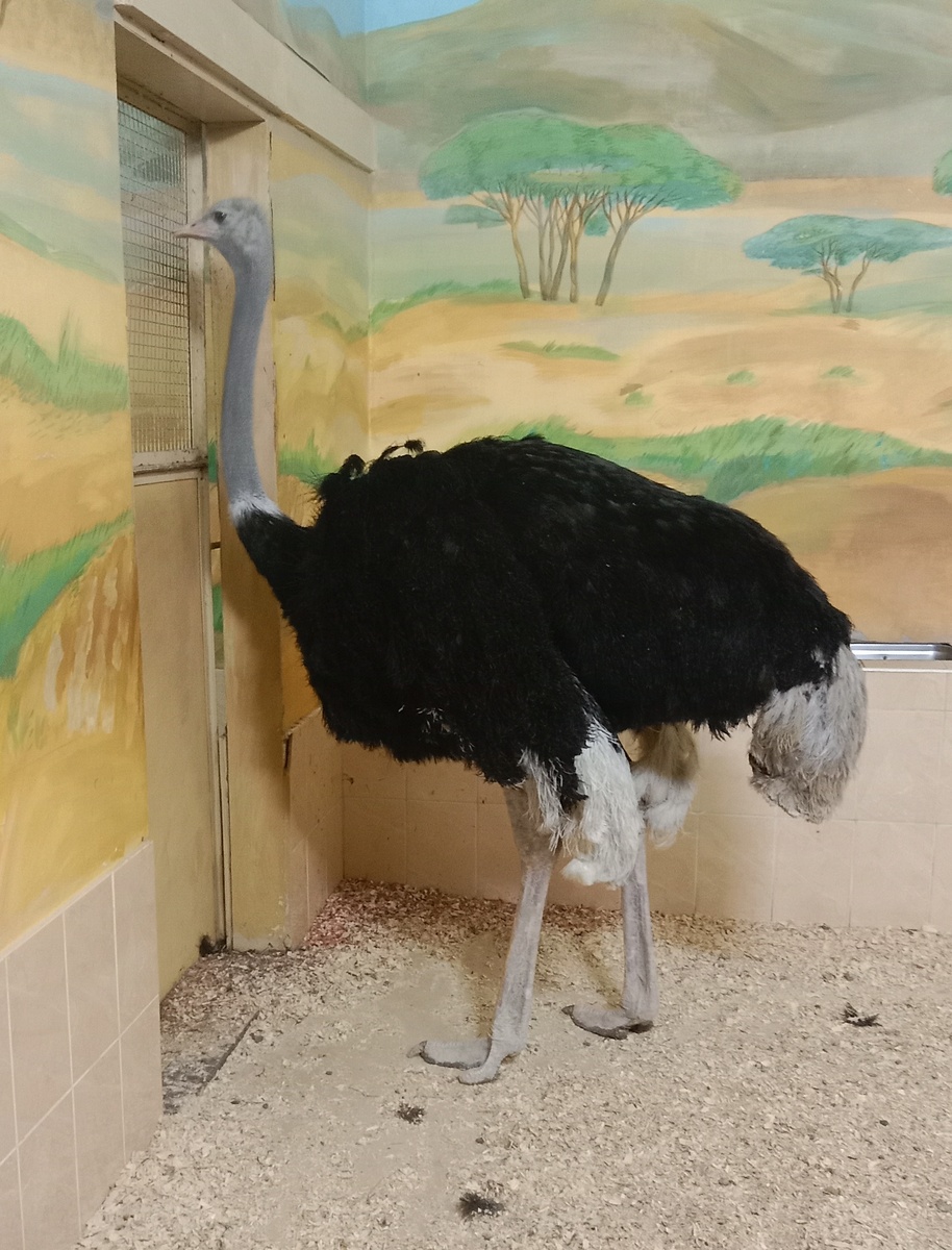 африканский страус