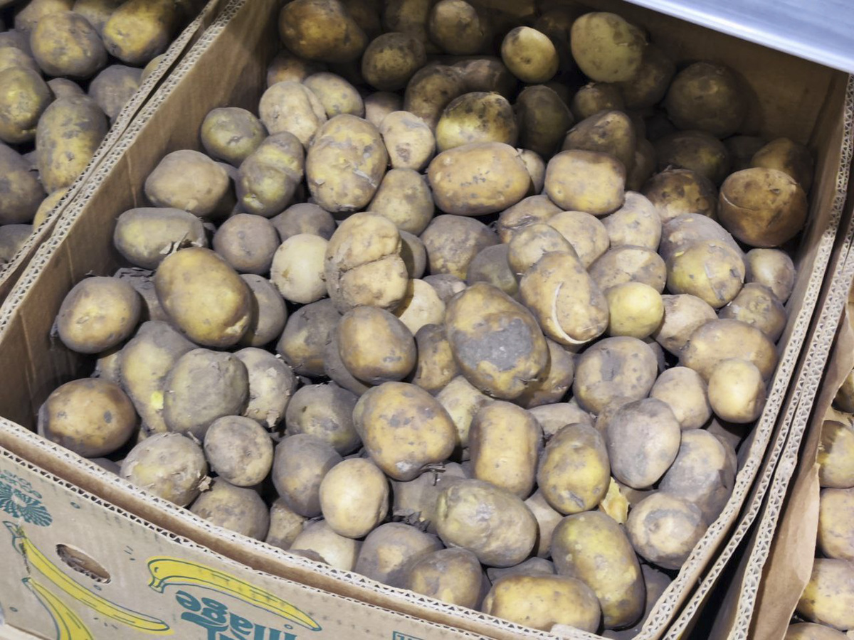 Россияне назвали регионы, где картофель дороже.  Фото: Фото: ФедералПресс / Ксения Кобалия