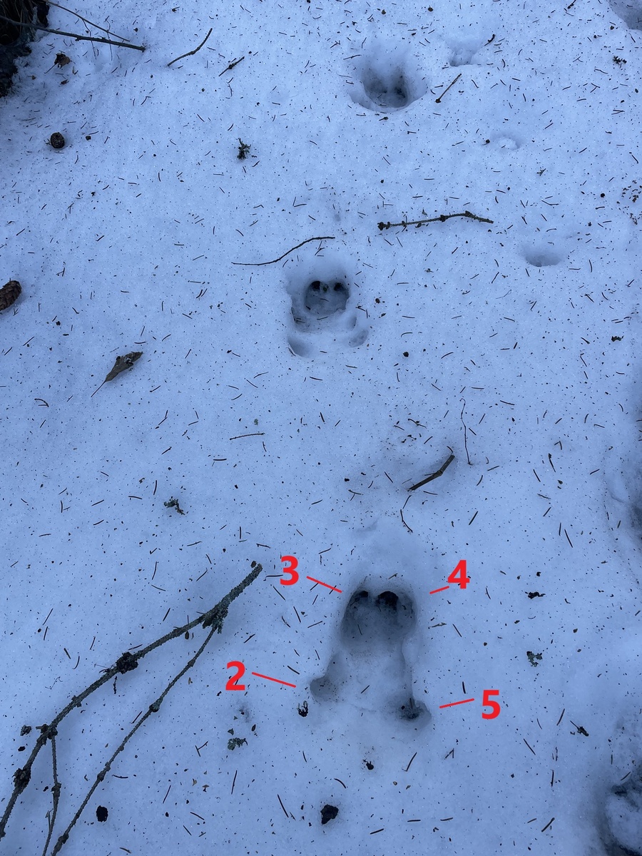 Это след кабана на снегу