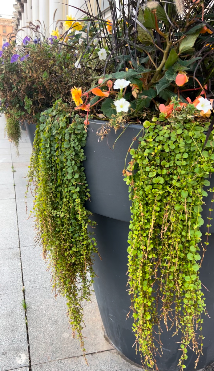 Вербейник монетчатый