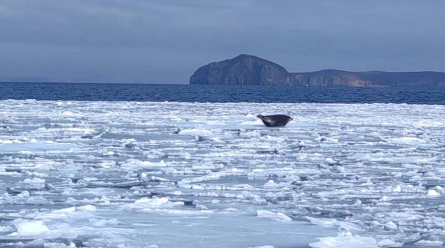    Источник фото: Пресс-служба ФГБУ "Земля леопарда"
