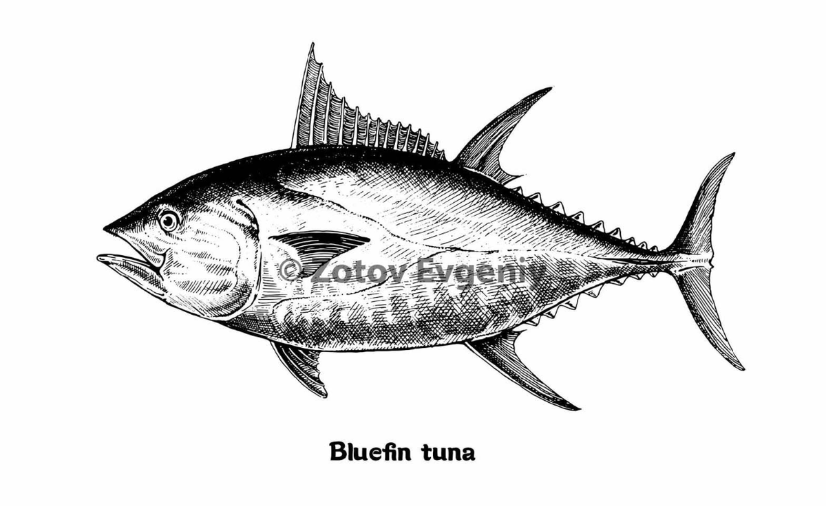 Вот эти иллюстрации у меня выкупали на год. Листаем карусель