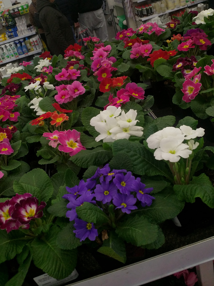 Начинаются поставки к 14 февраля