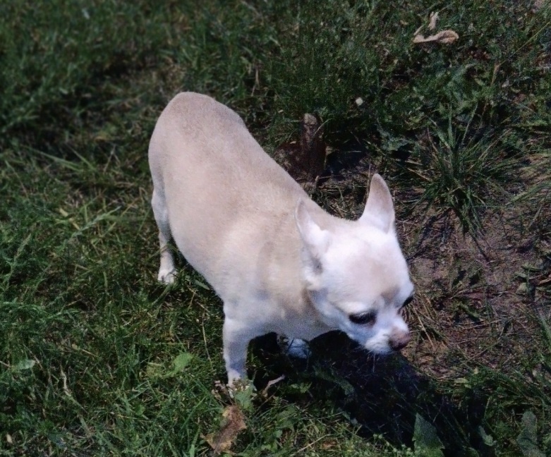 Фото автора. Тишка.