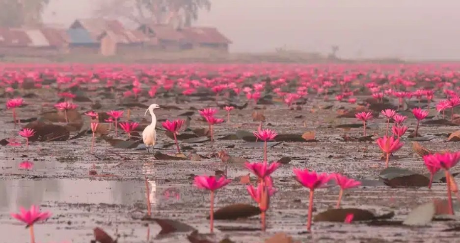 источник life-thai.com