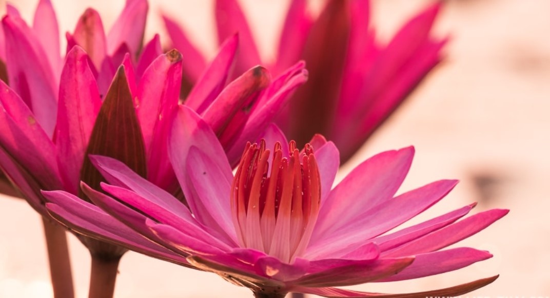 источник life-thai.com