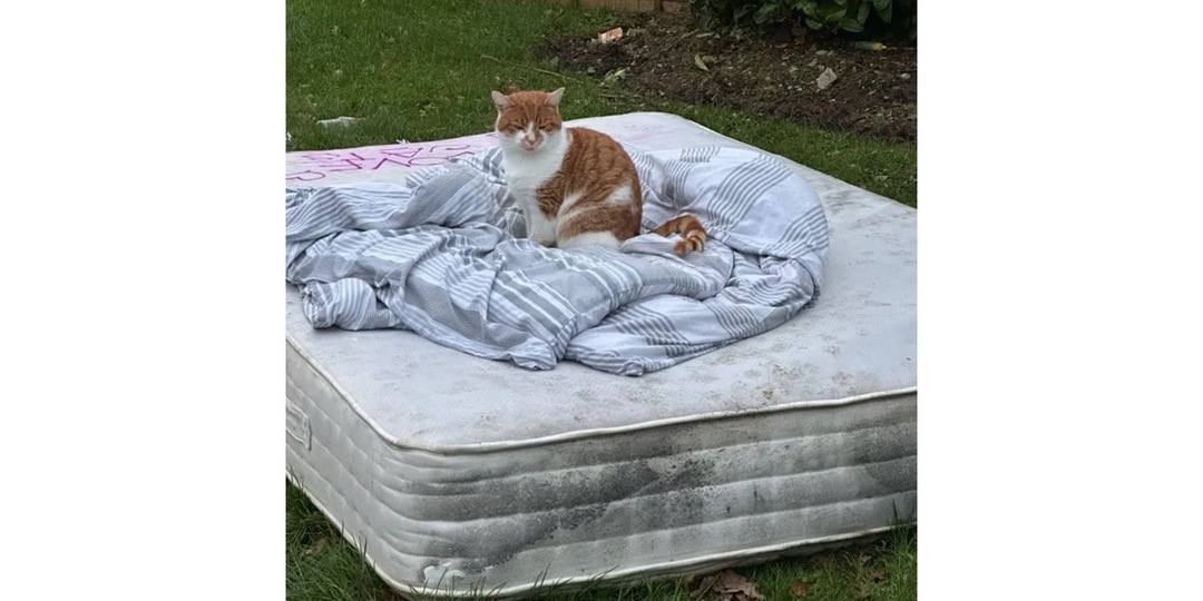 Бездомный кот променял старый матрас на теплую кровать