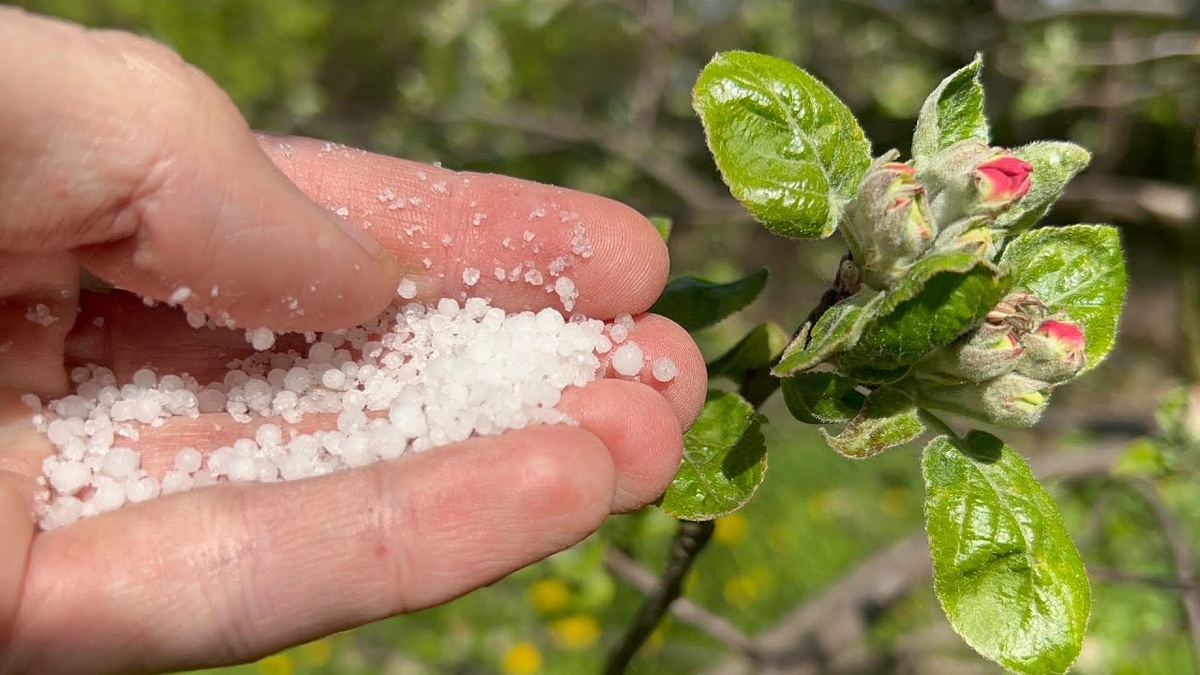 Дайте каждому садовому растению нужную порцию этого удобрения, делая это своевременно
