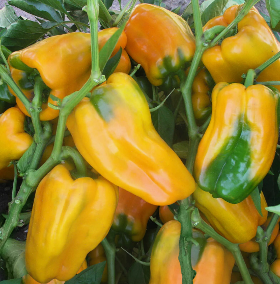 Источник фото: admnp.ru