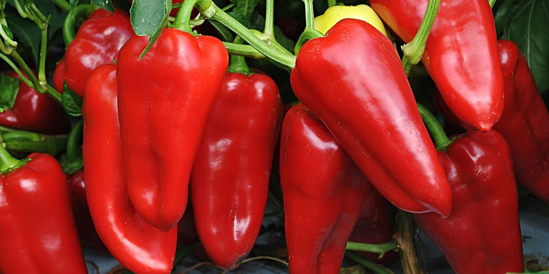 Сладкие и урожайные сорта перцев. Урожайность, вкус, эстетика - всё на высоте